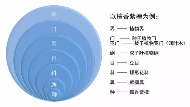 木材海关申报归类 康索特关务咨询